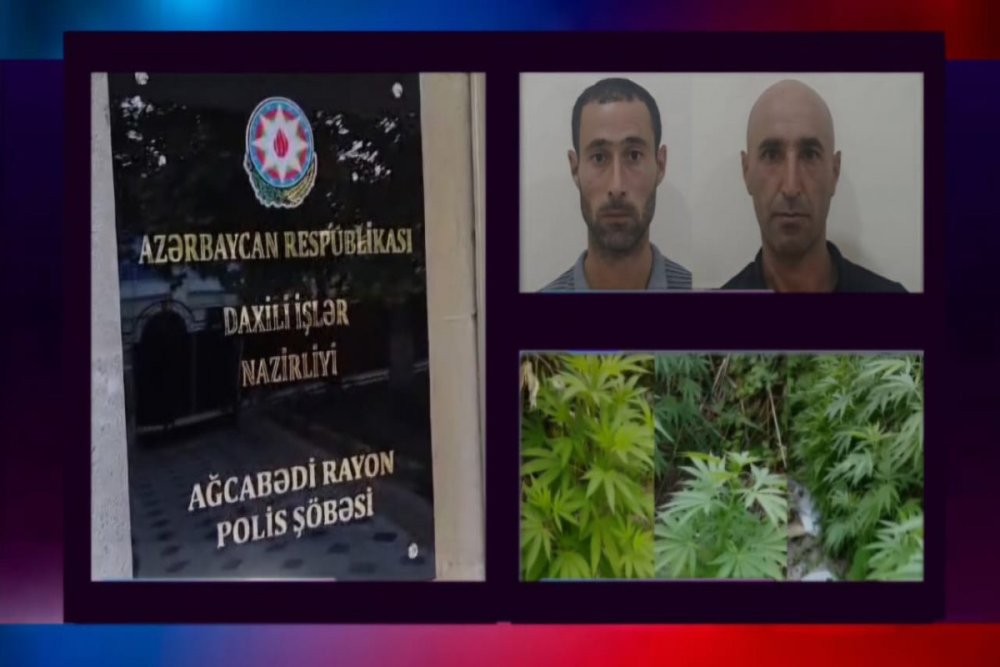 Agcabedide cetene bitkisinin kultivasiyasini teskil edenler tutulub