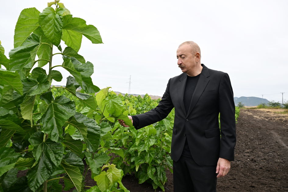 Prezident Ilham Eliyev Xocalinin Dasbulaq kendinde tut baginda gorulmus islerle tanis olub