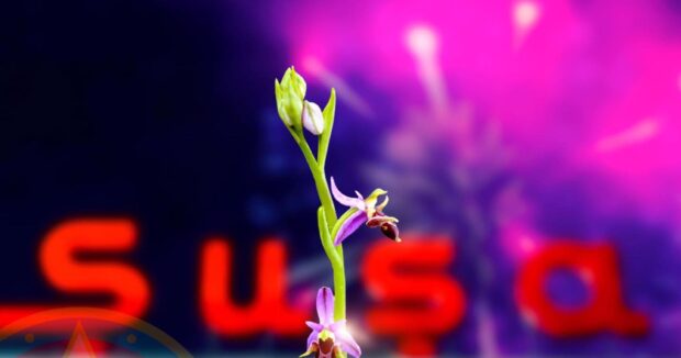 Azerbaycanin tarixi qelebesi – 8 Noyabr