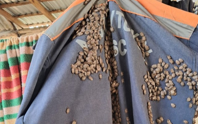 Zaqatala ve Balakende 600-den cox evde zerervericiler mehv edildi