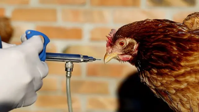 Bu olkelerden Azerbaycana idxala&nbsp;mehdudiyyet qoyuldu