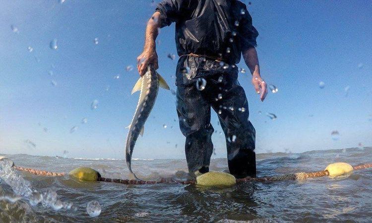 Baliq ovu ucun kvota tesdiqlenib