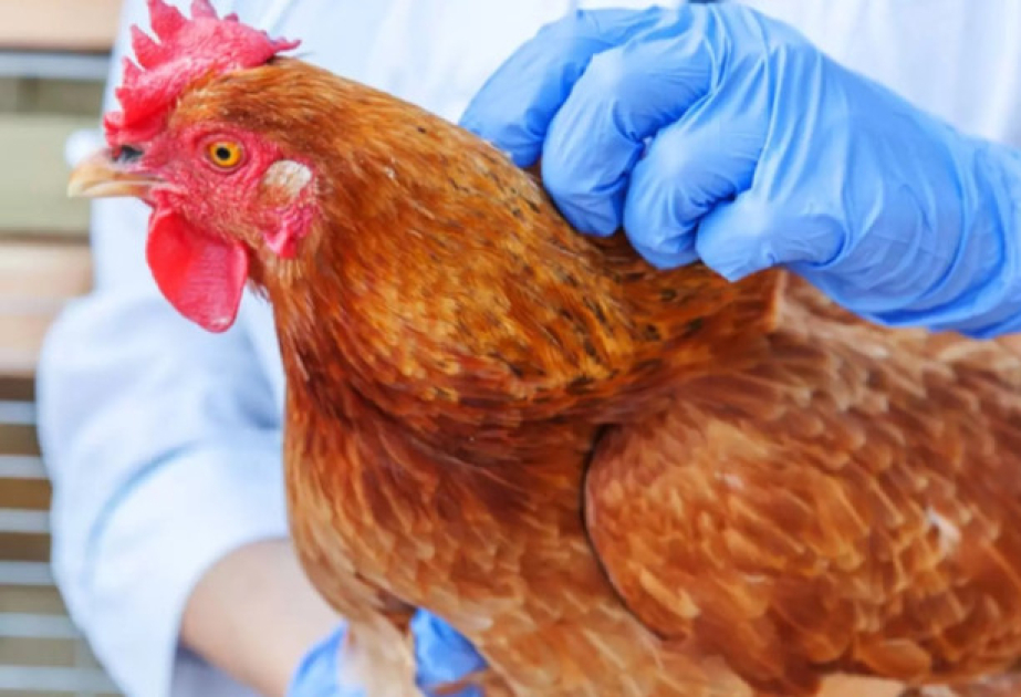 Bezi xestelikler uzre epizootik saglamliq statusu berpa olunub